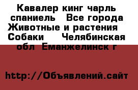 Кавалер кинг чарль спаниель - Все города Животные и растения » Собаки   . Челябинская обл.,Еманжелинск г.